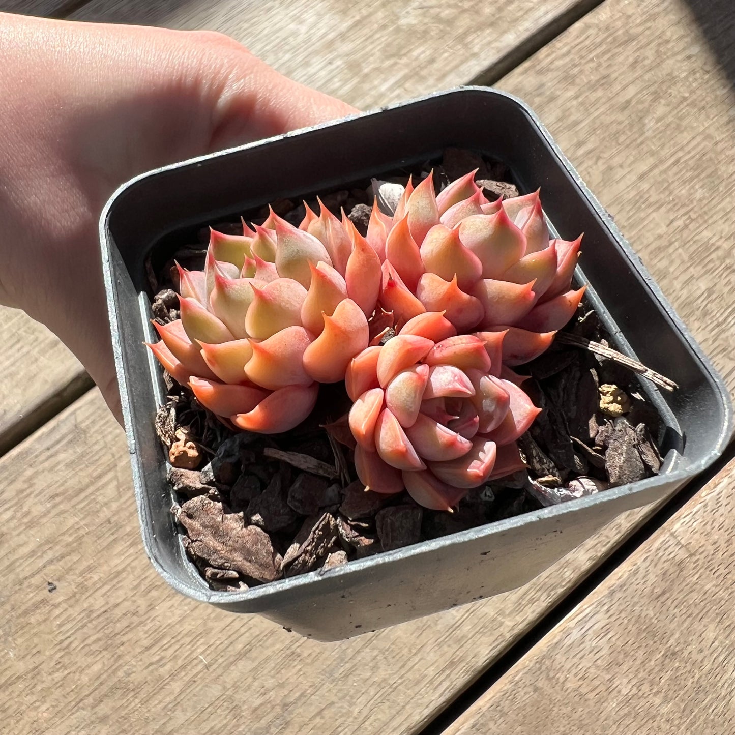 0907 Echeveria Summer Dream (multi)