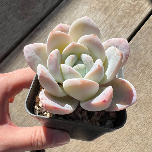 0907 Echeveria 'White Shell'