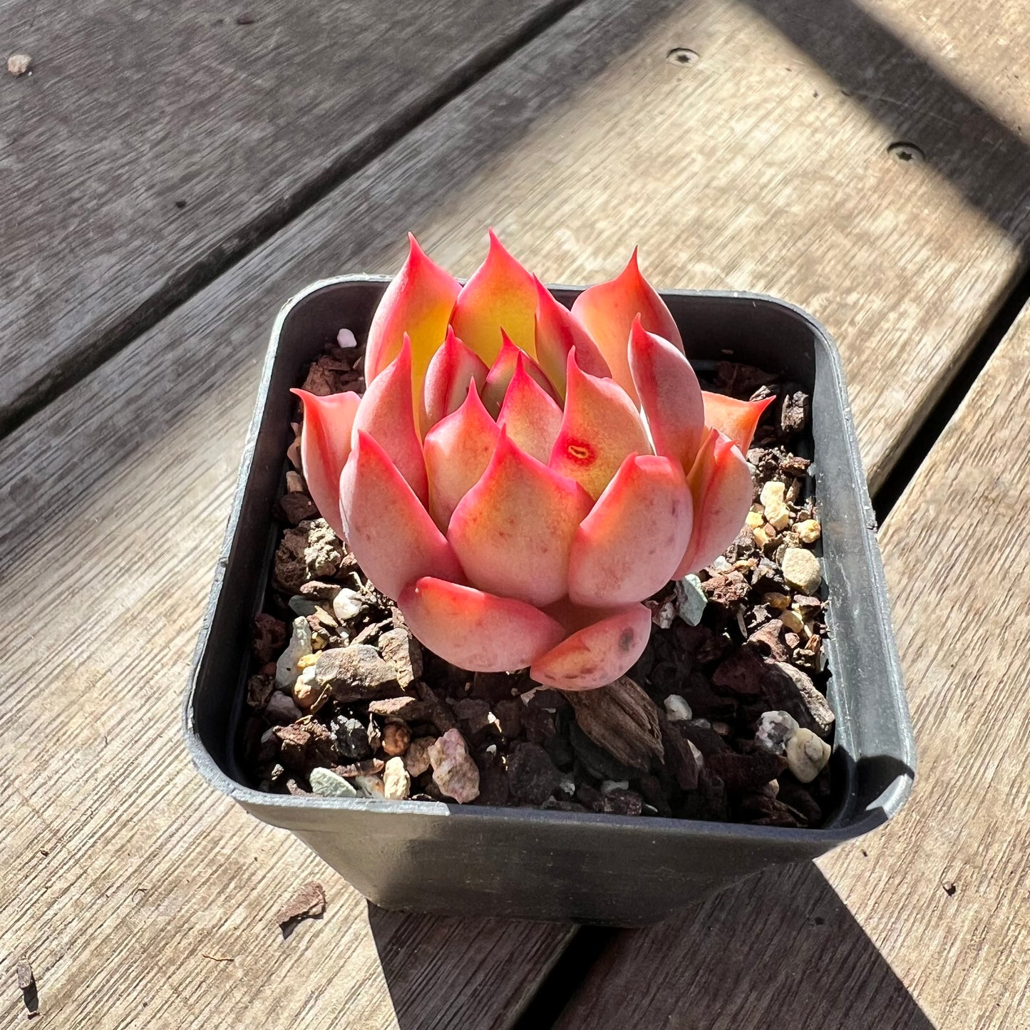 0907 Echeveria 'Lotus Lantern'