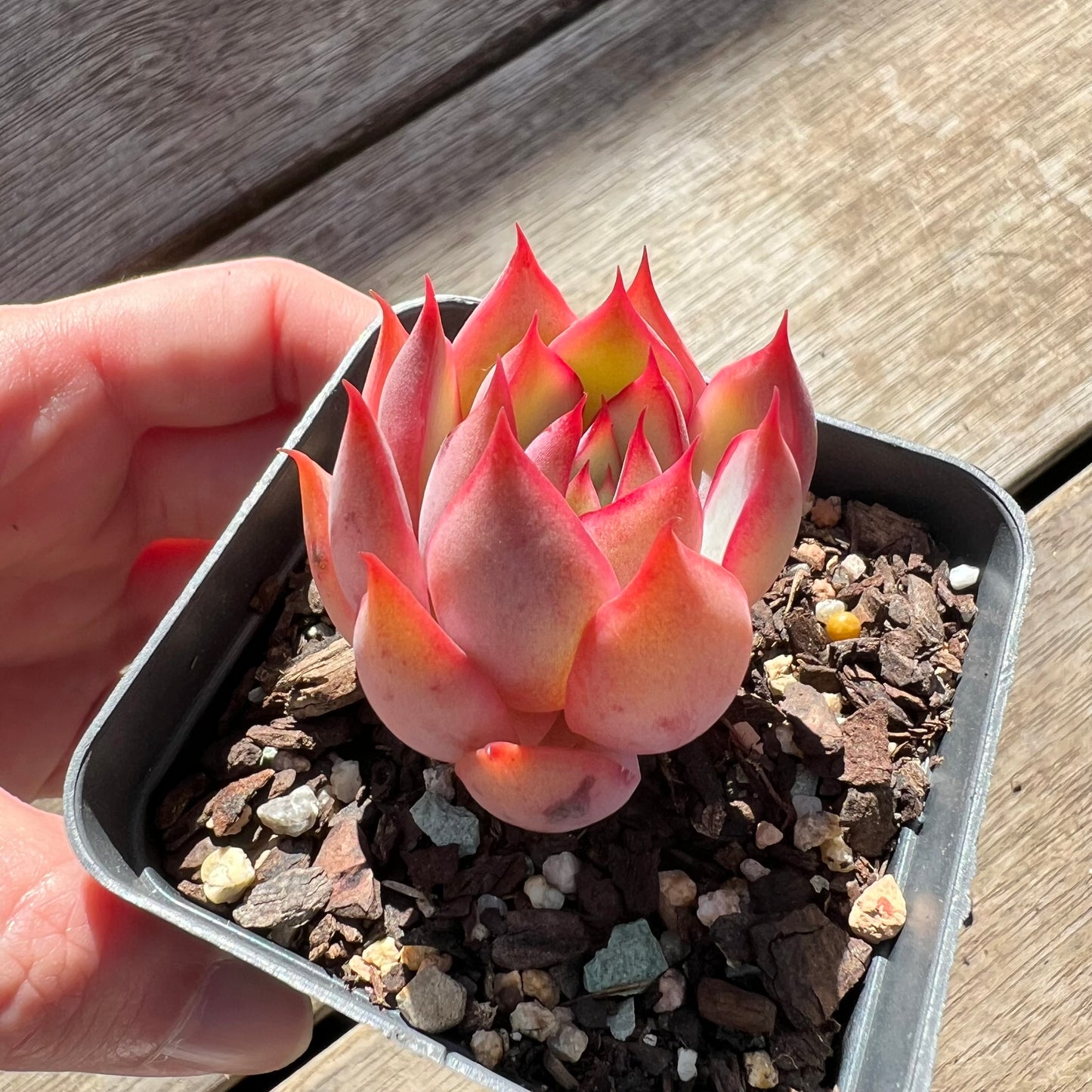 0907 Echeveria 'Lotus Lantern'