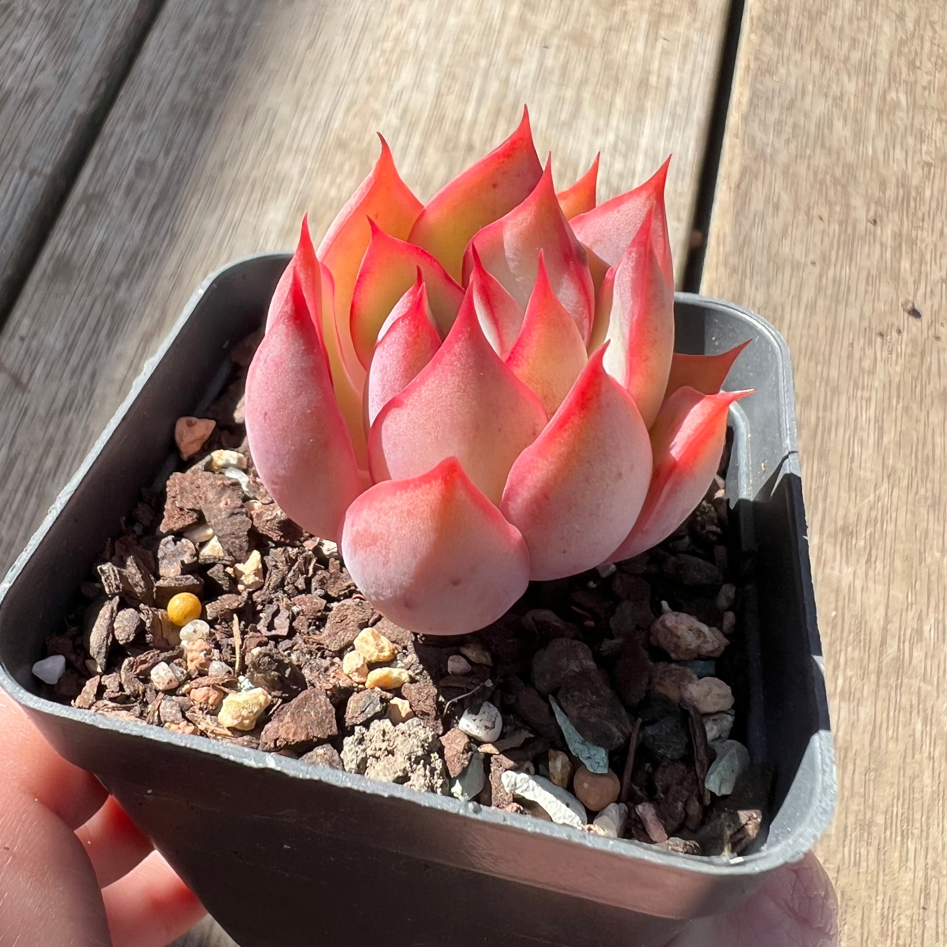 succulent lotus 0907 Echeveria 'Lotus Lantern'