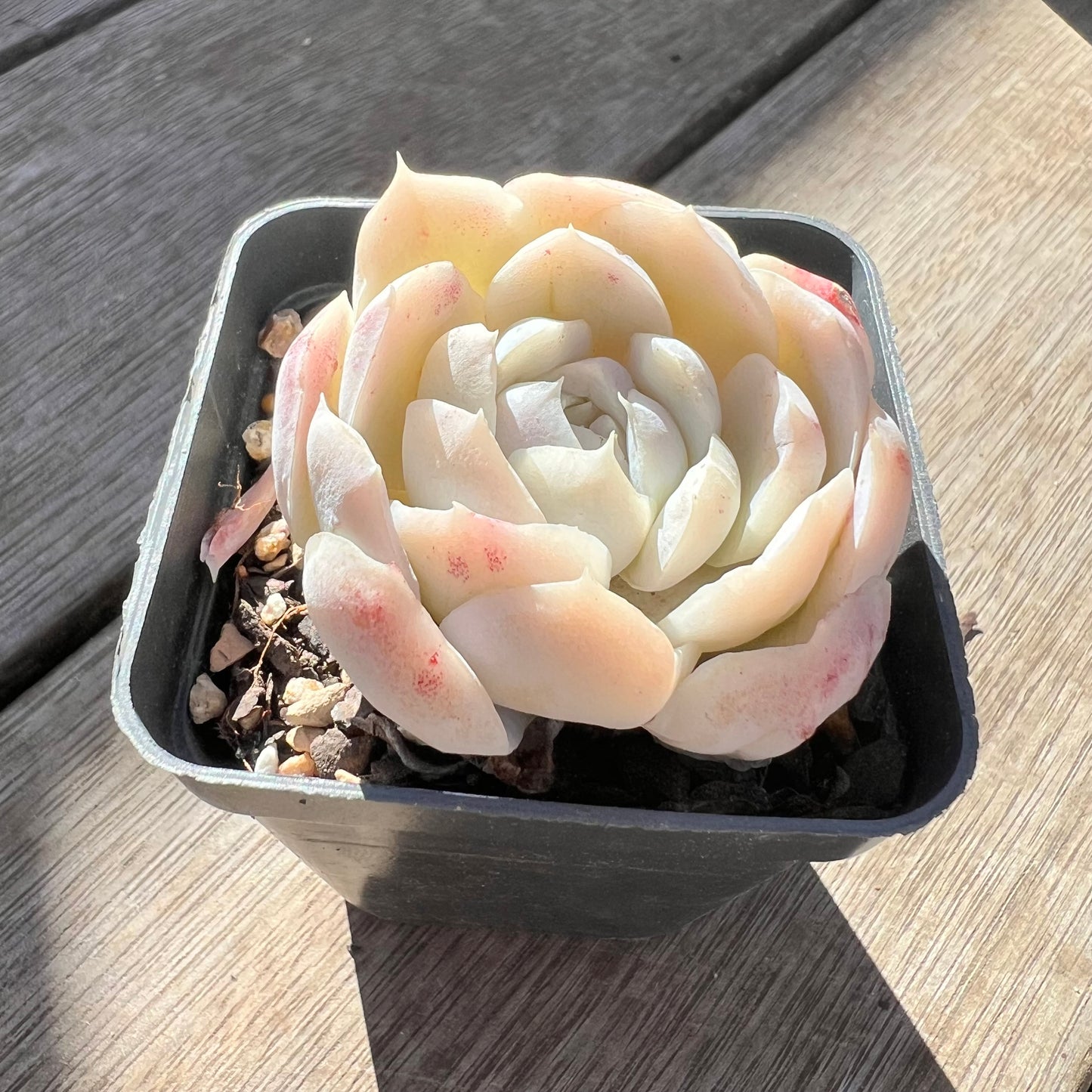 0907 Echeveria elegans 'Cream Berry'