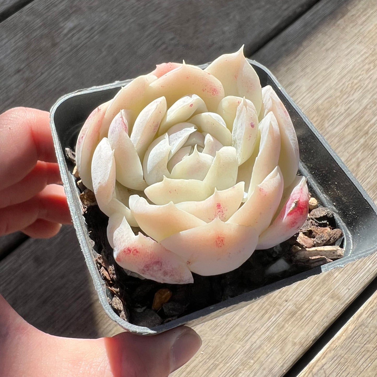 0907 Echeveria elegans 'Cream Berry'