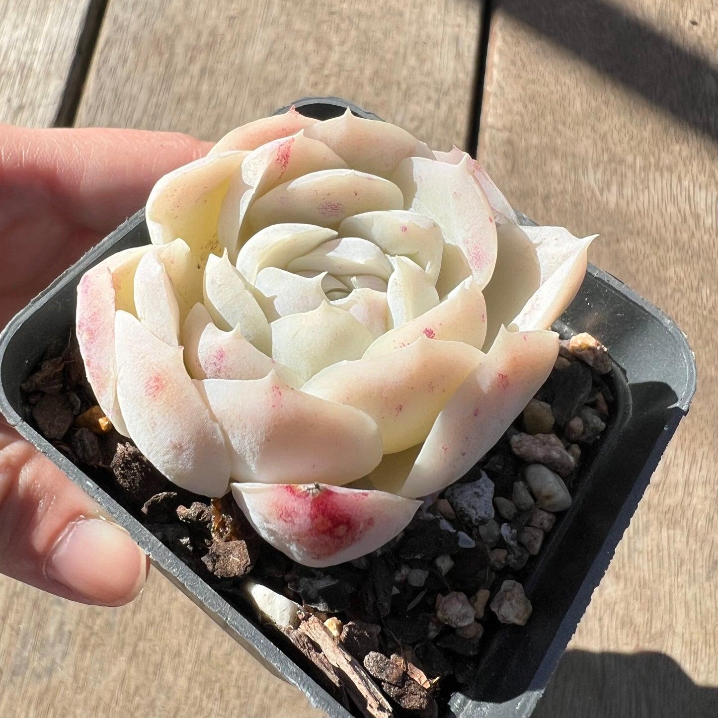 0907 Echeveria elegans 'Cream Berry'