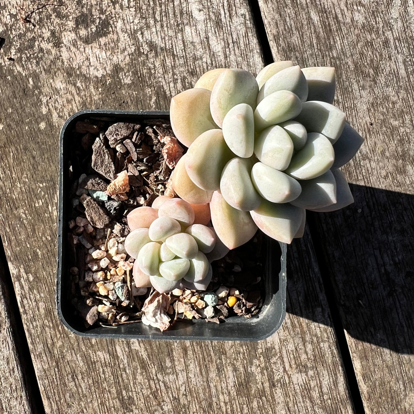 0907 Graptoveria Souffle