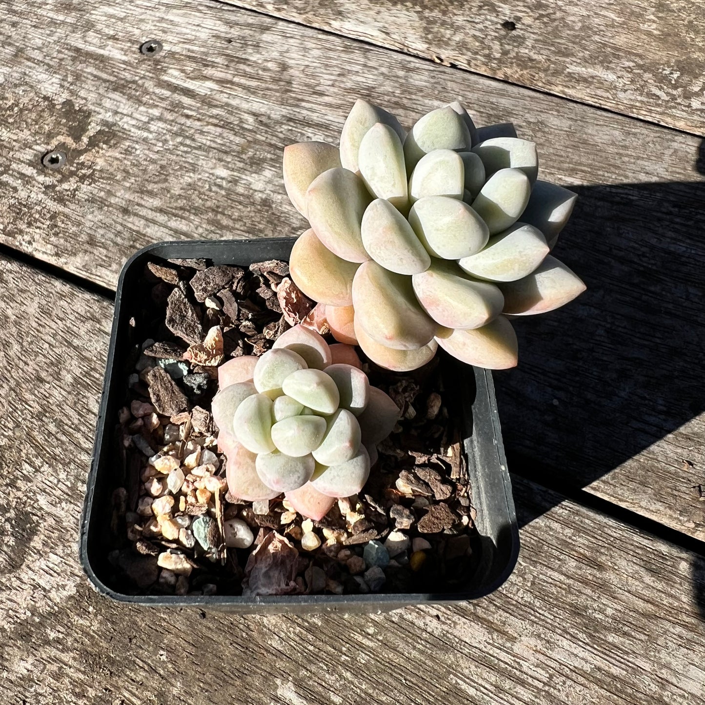 0907 Graptoveria Souffle