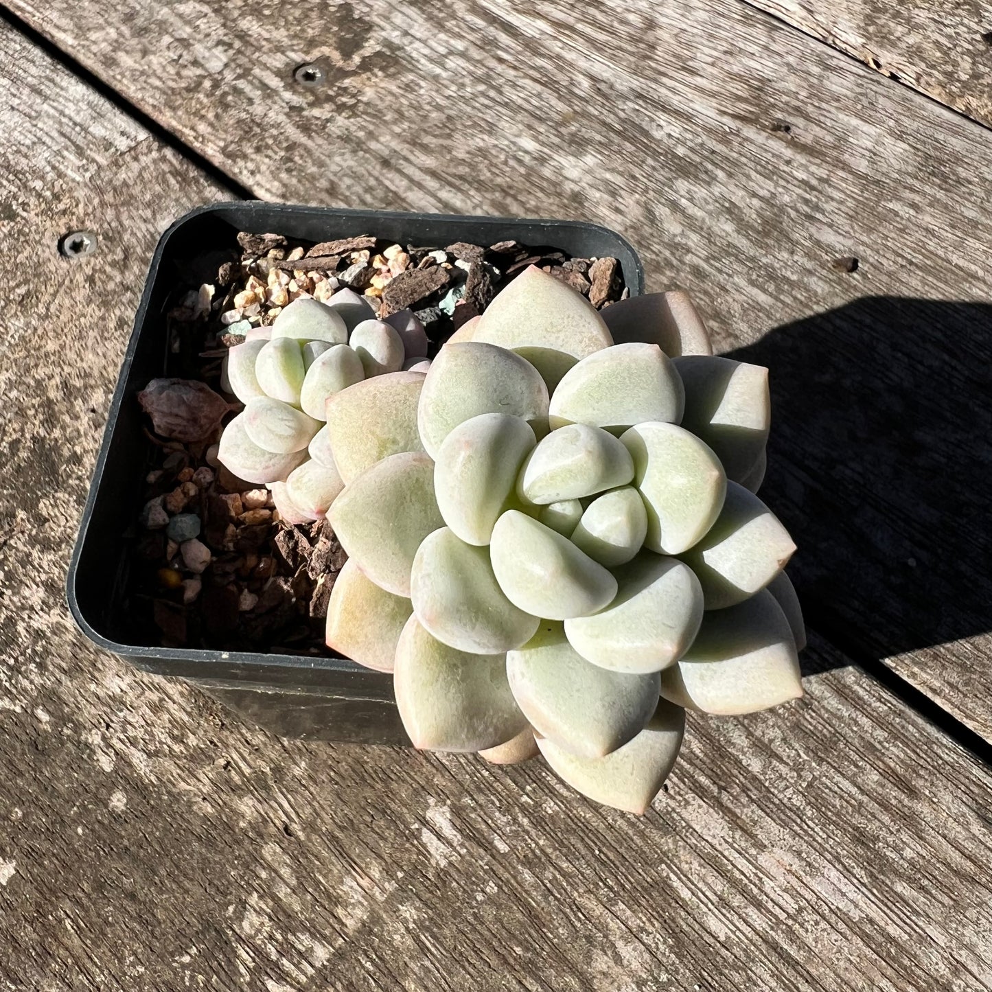 0907 Graptoveria Souffle