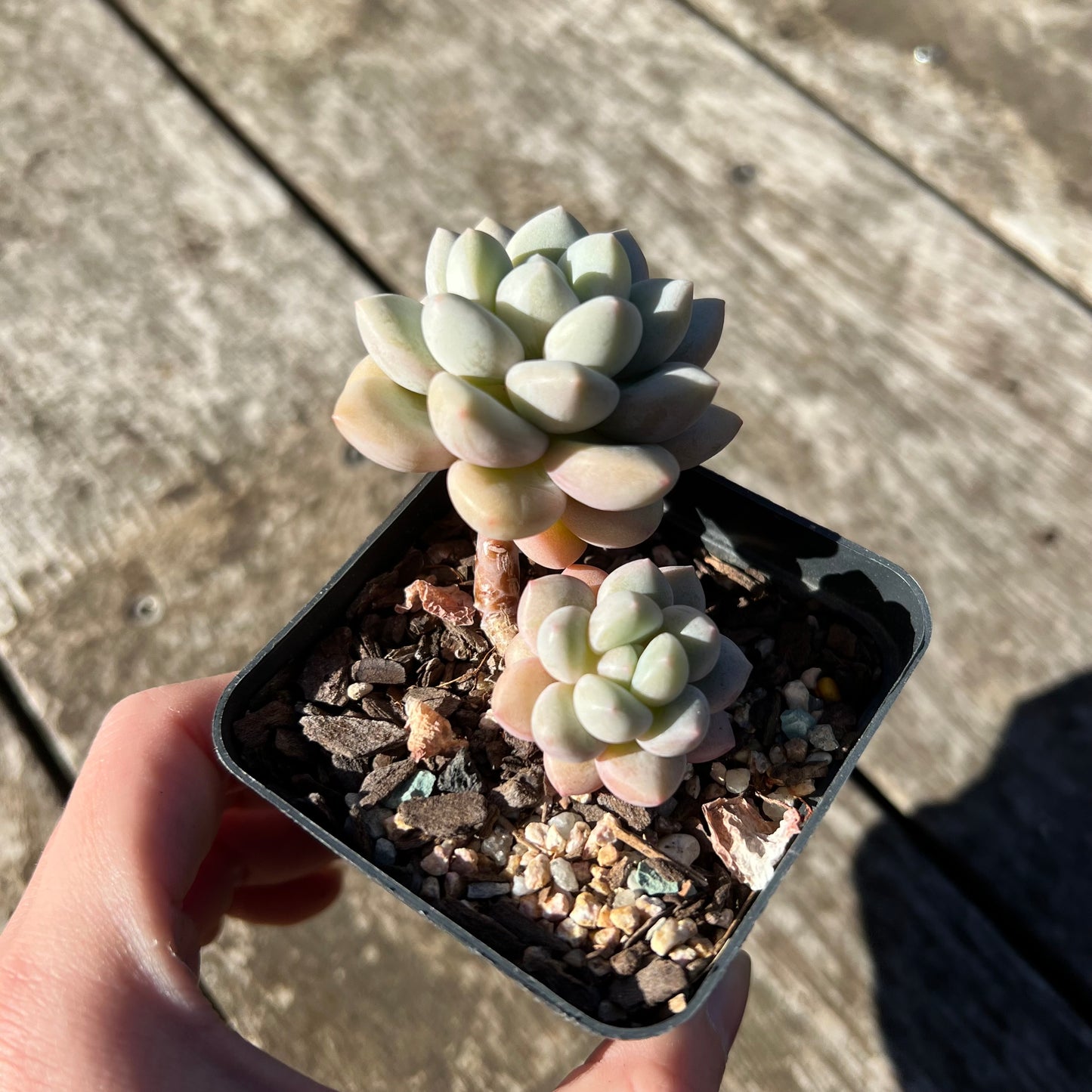 0907 Graptoveria Souffle