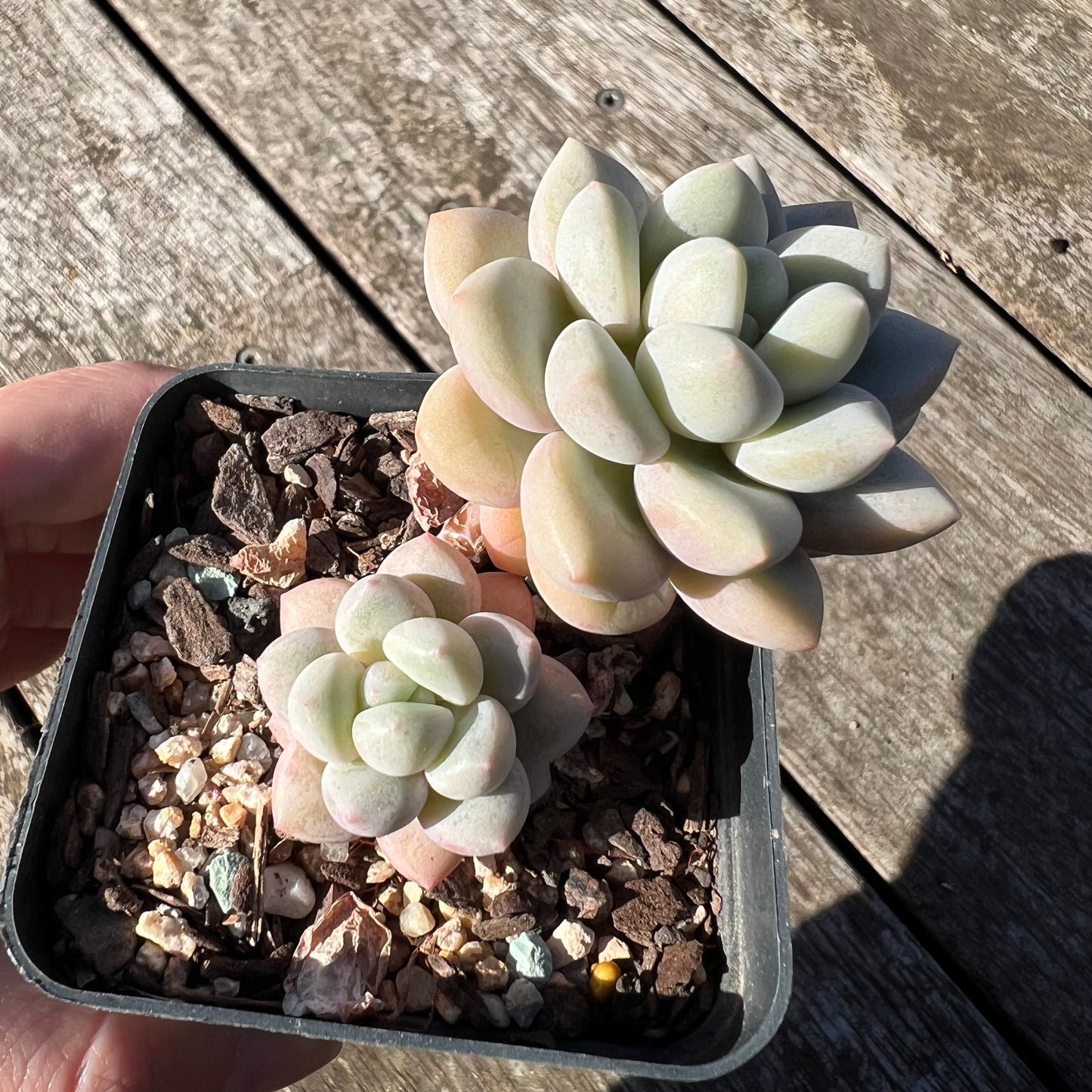 0907 Graptoveria Souffle