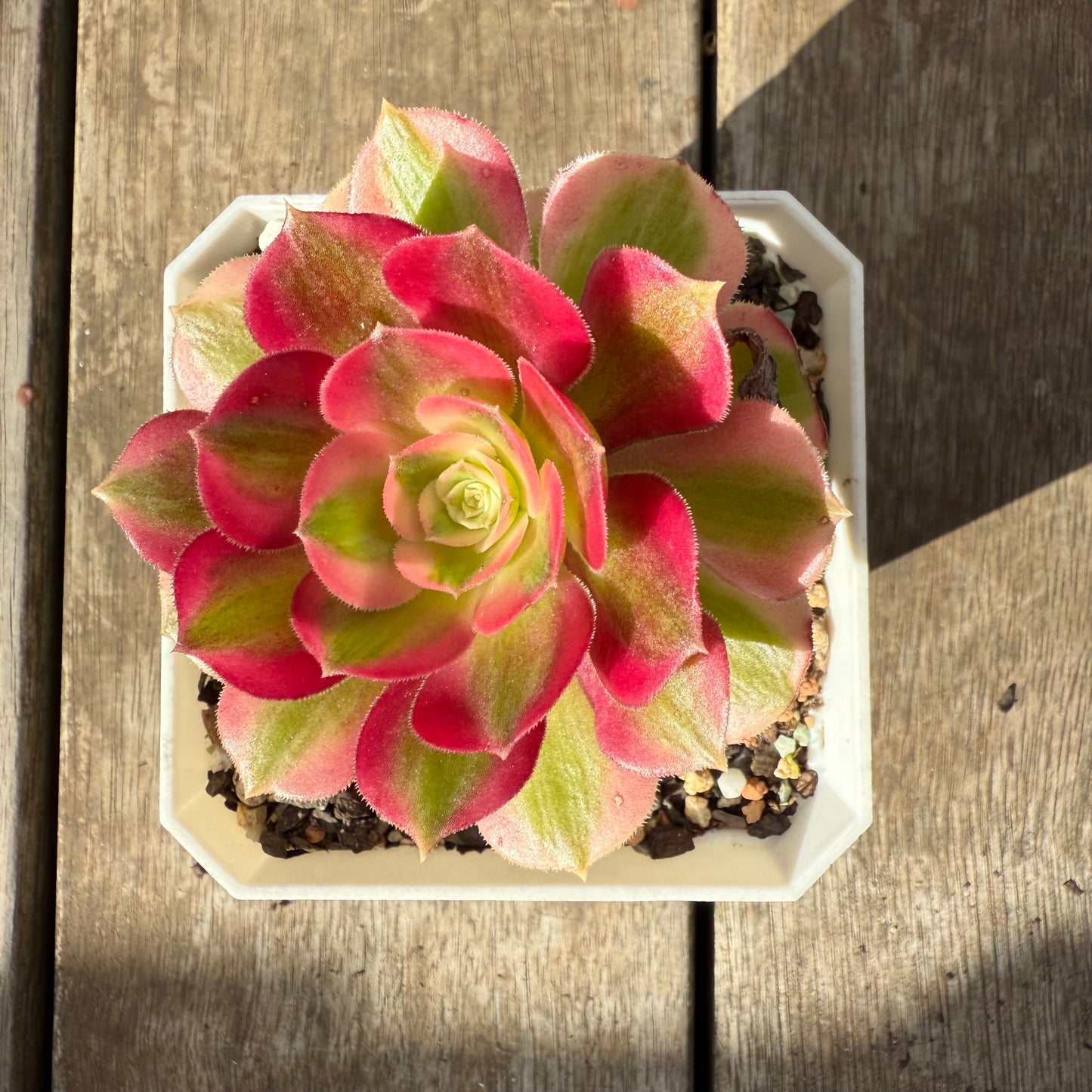 0909 Aeonium Pink Witch