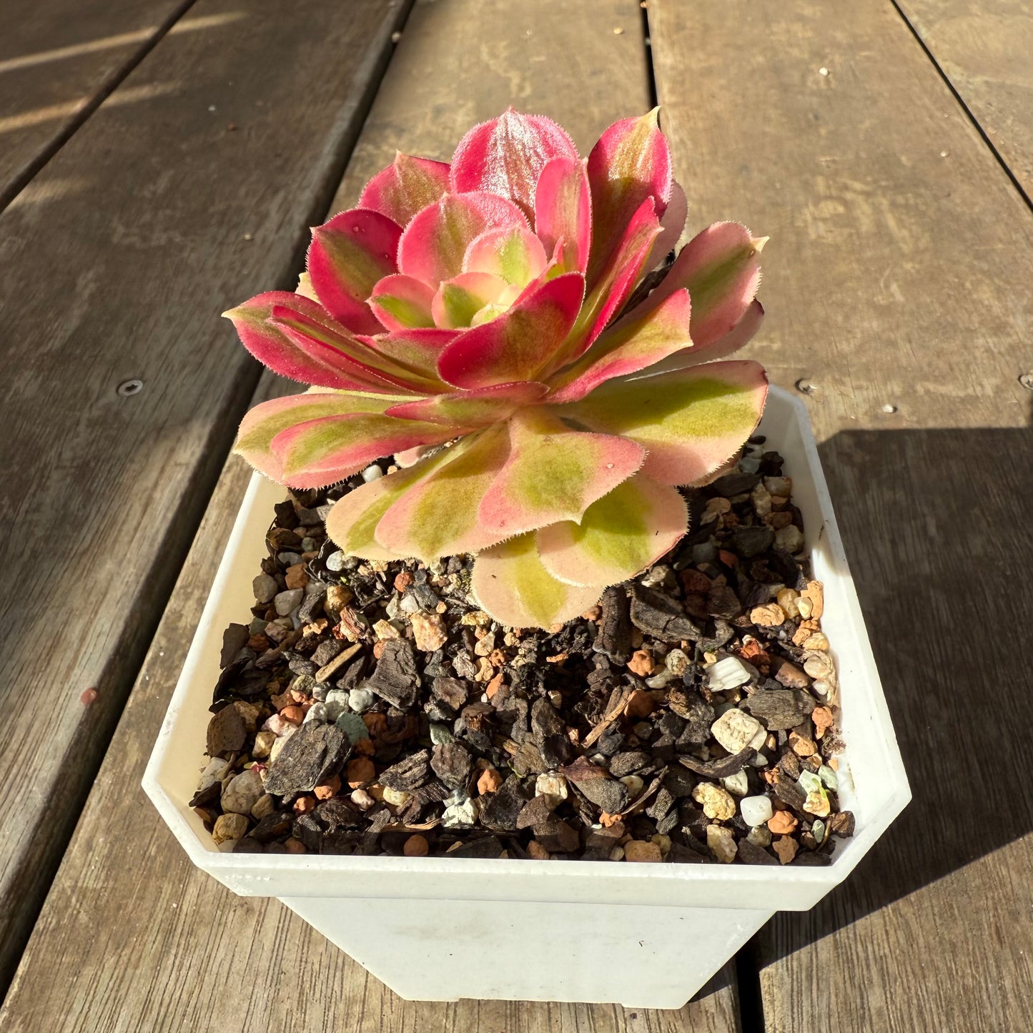 0909 Aeonium Pink Witch