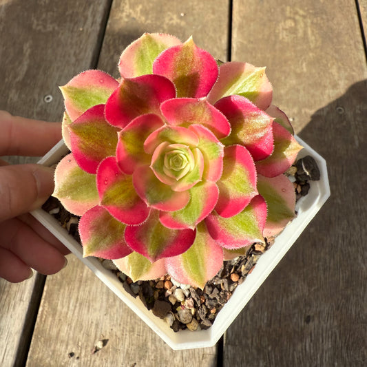 0909 Aeonium Pink Witch