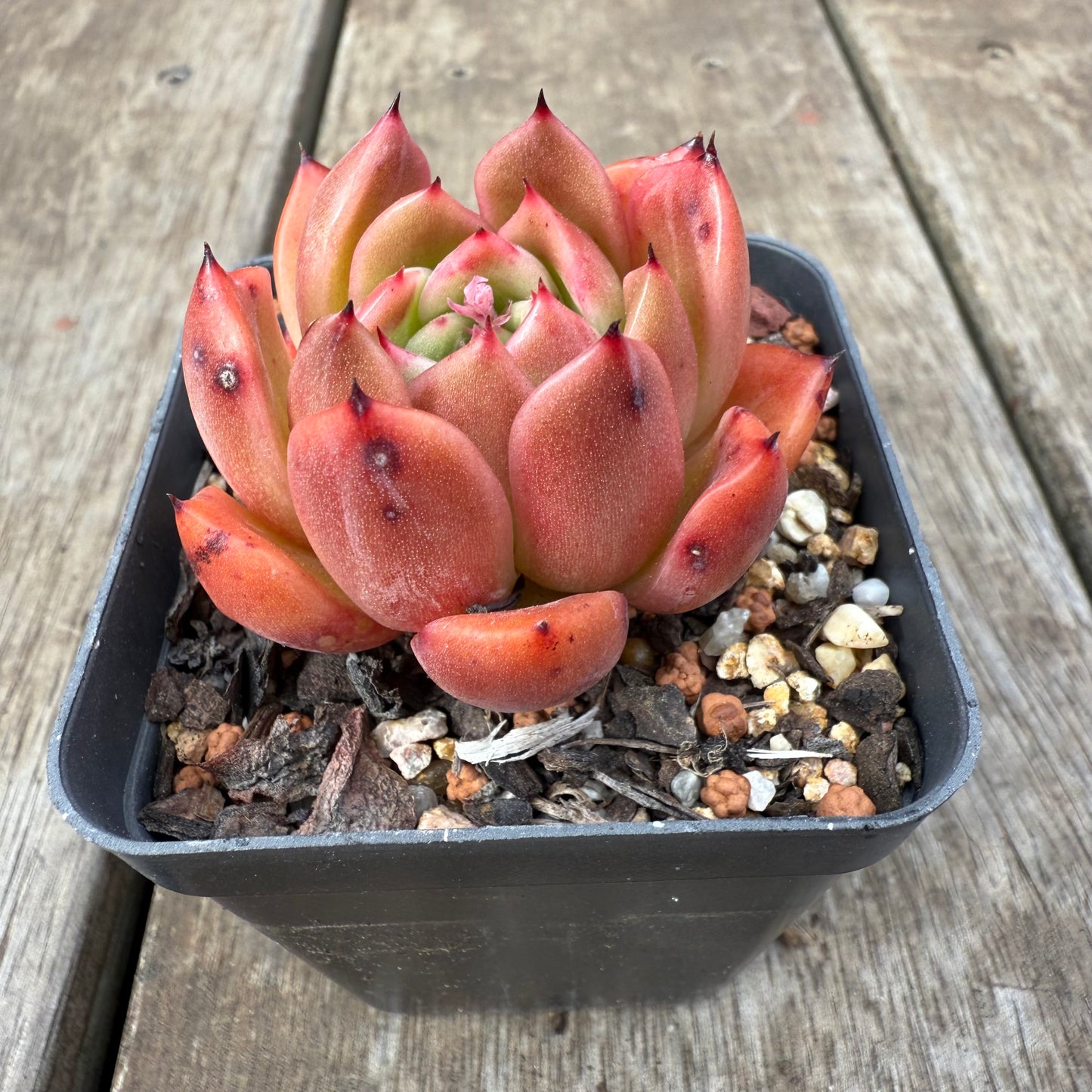 0909 Echeveria Agavoides 'Amelia'