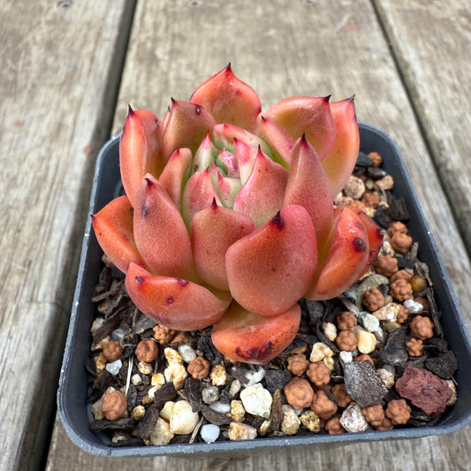 0909 Echeveria Agavoides 'Amelia'