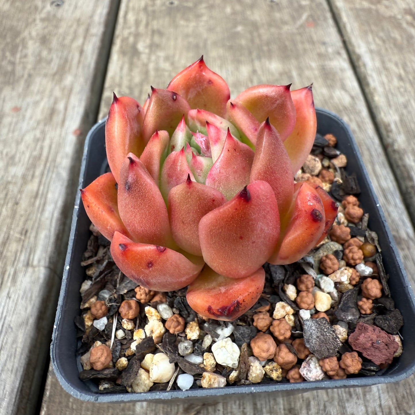 0909 Echeveria Agavoides 'Amelia'