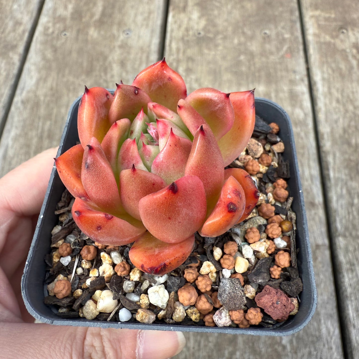 0909 Echeveria Agavoides 'Amelia'