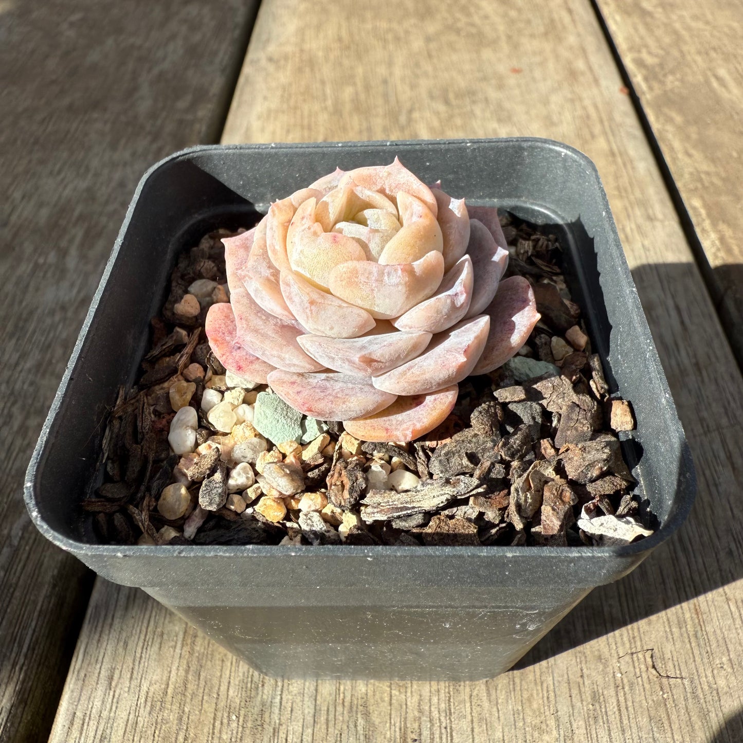 0909 Echeveria 'Amazing Grace' - Korean Form