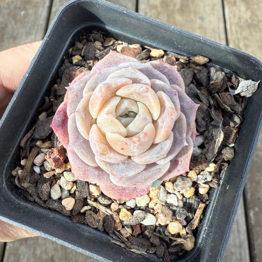 0909 Echeveria 'Amazing Grace' - Korean Form