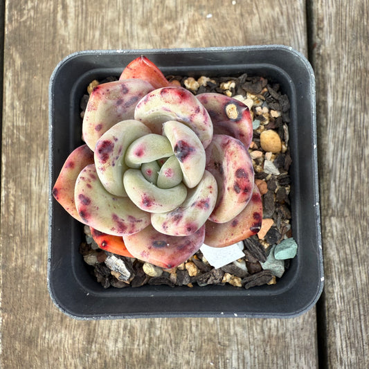 0909 Echeveria Bloody Champagne