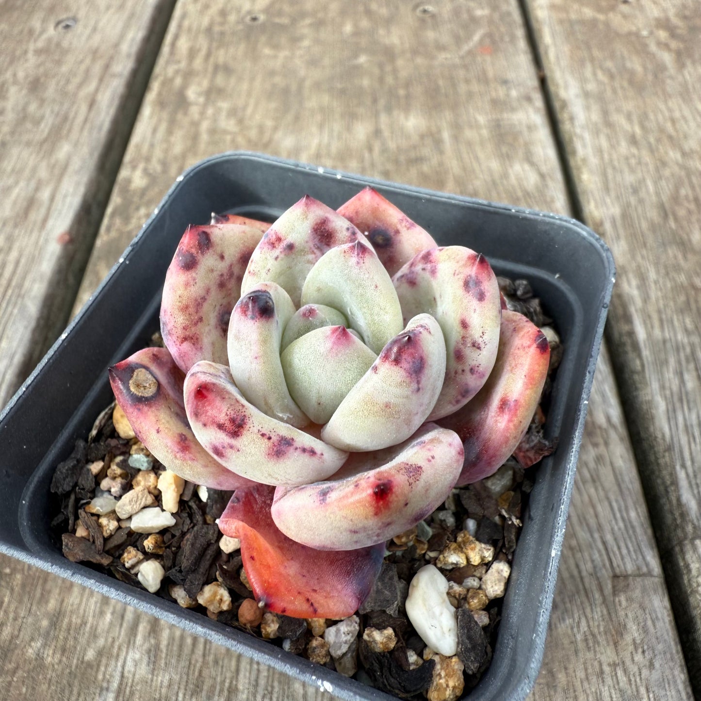 0909 Echeveria Bloody Champagne