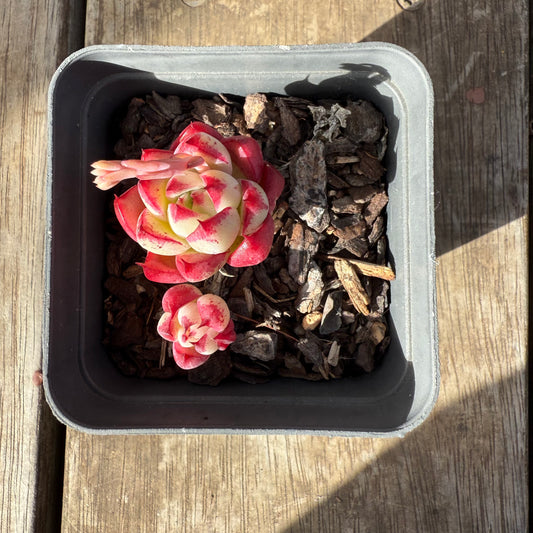 0909 Echeveria Dream Queen