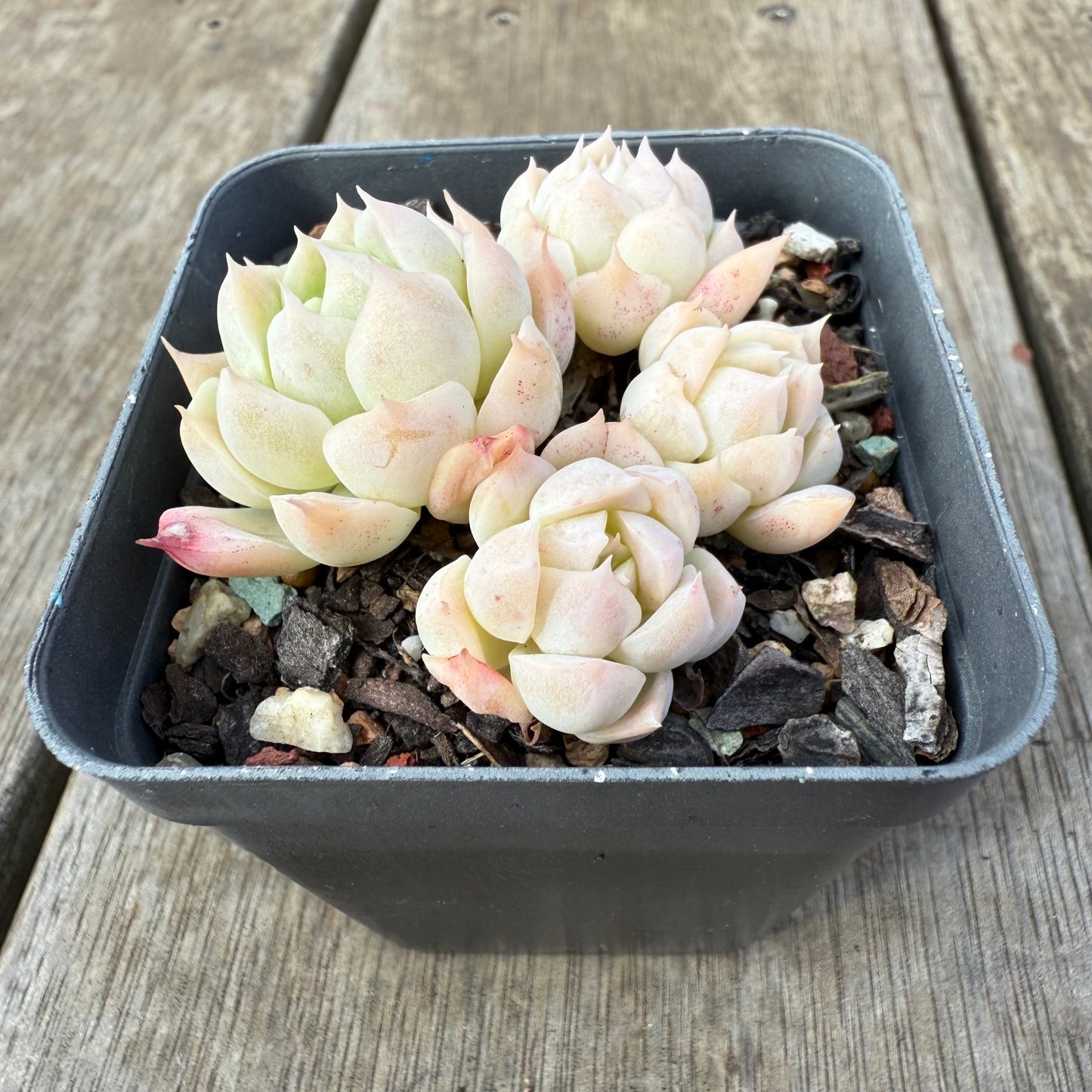 0909 Echeveria Elegans 'Alba'