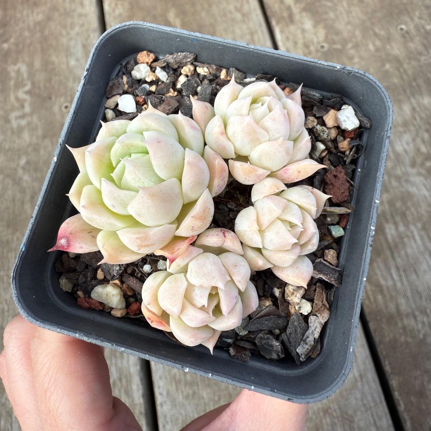 0909 Echeveria Elegans 'Alba'