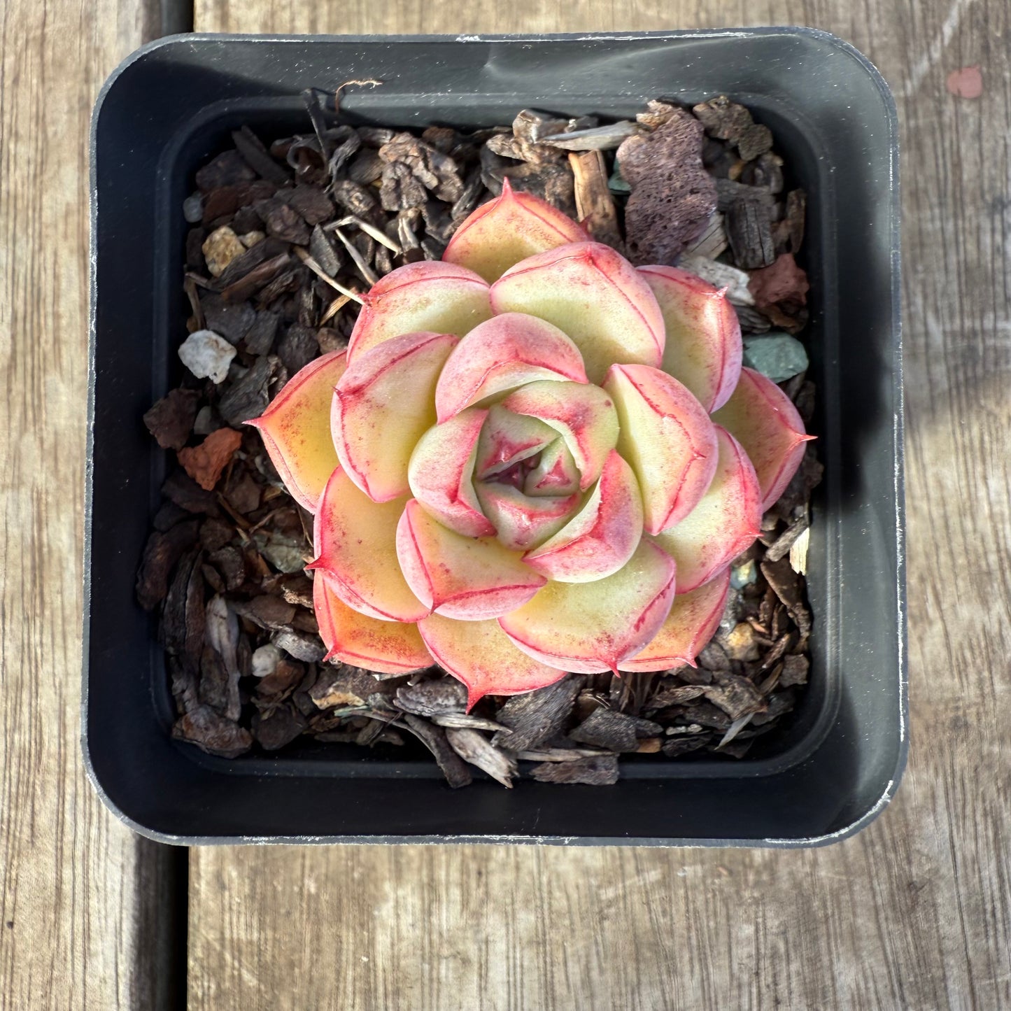 0909 Echeveria Line Queen - korean form