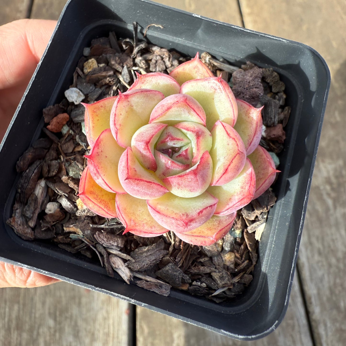0909 Echeveria Line Queen - korean form