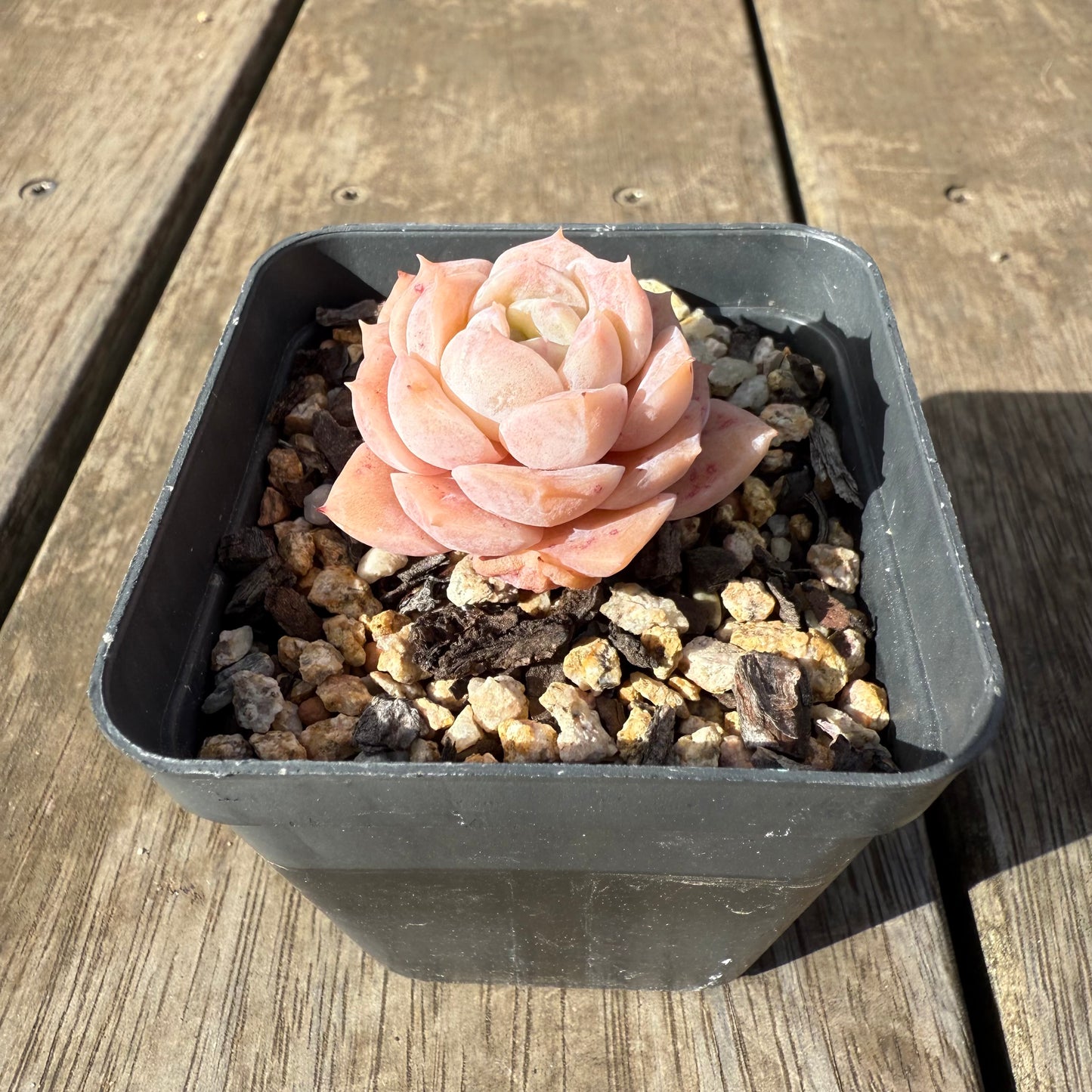 0909 Echeveria Pure Love