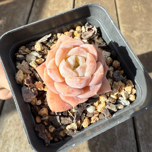 0909 Echeveria Pure Love