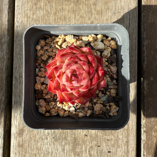 0909 Echeveria Queen 'Hi-ins'