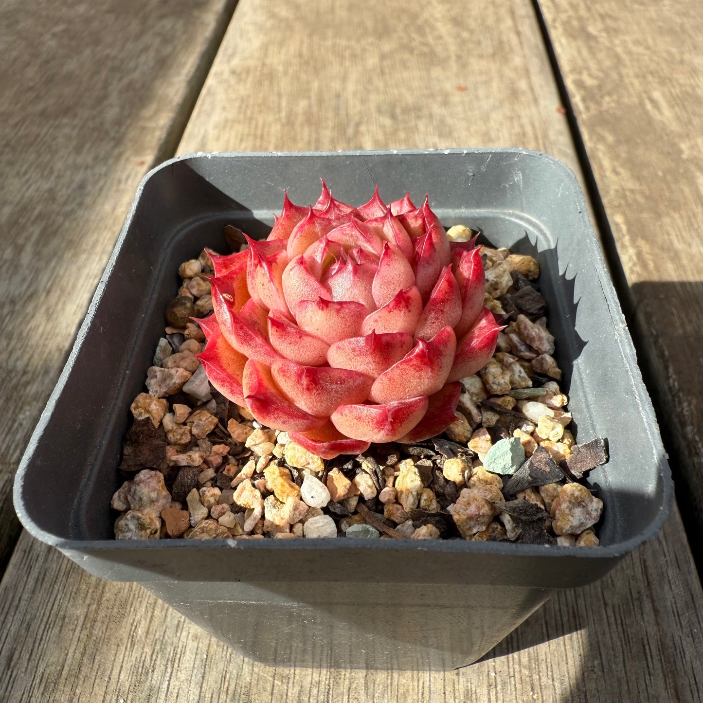 0909 Echeveria Queen 'Hi-ins'