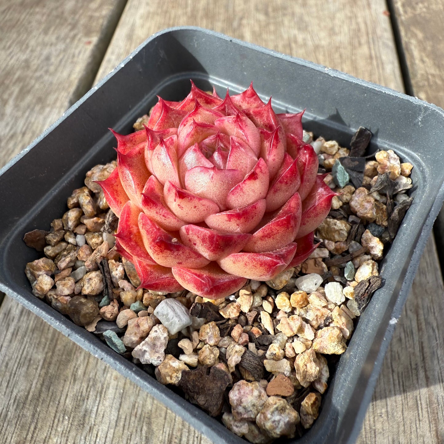 0909 Echeveria Queen 'Hi-ins'