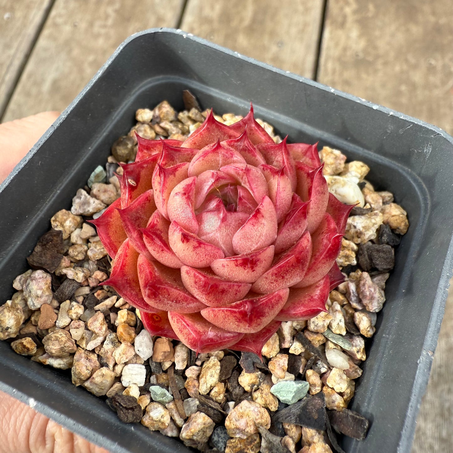 0909 Echeveria Queen 'Hi-ins'