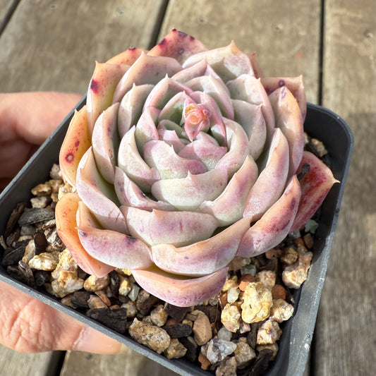 0909 Echeveria Strawberry Roll