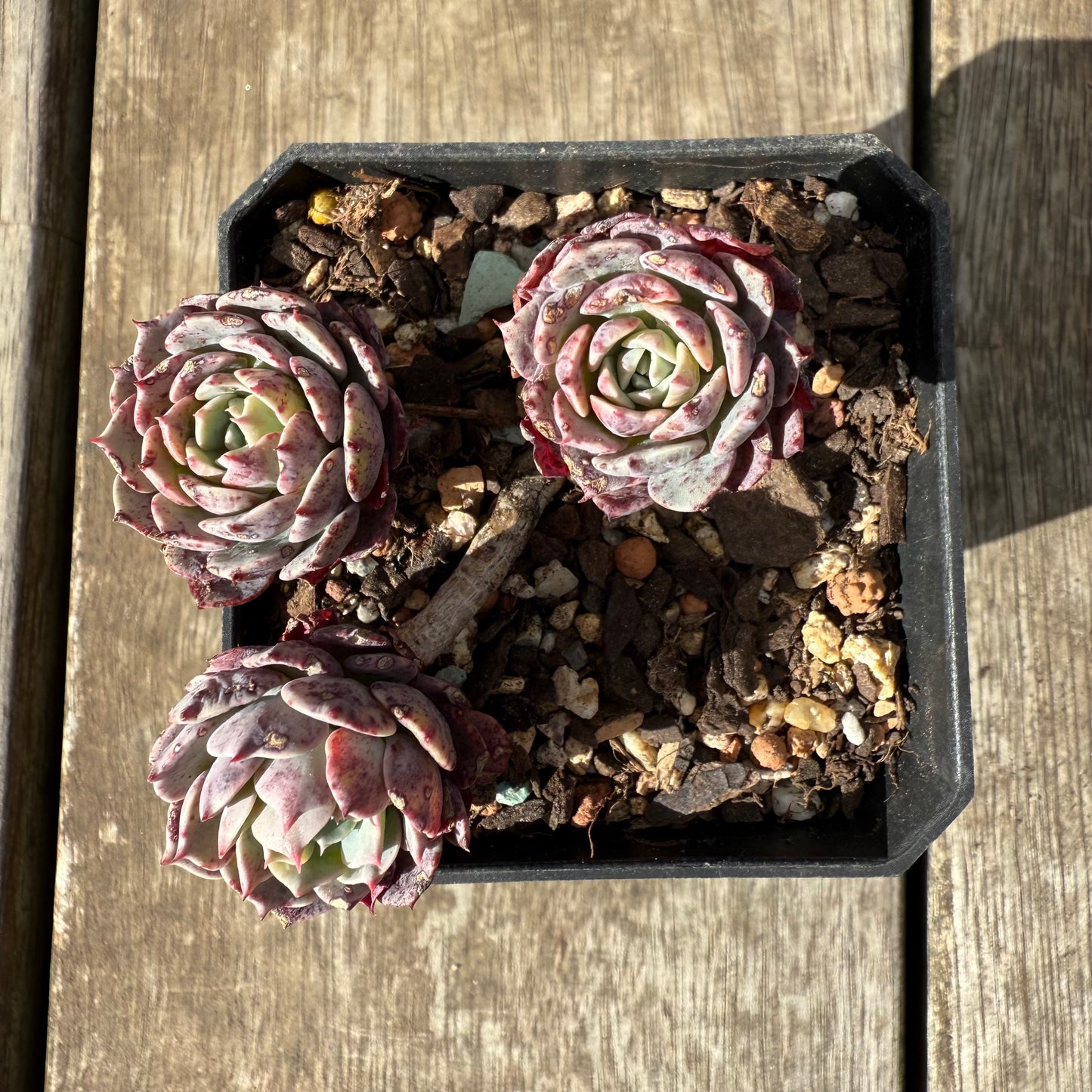 0909 Echeveria Tuxpan