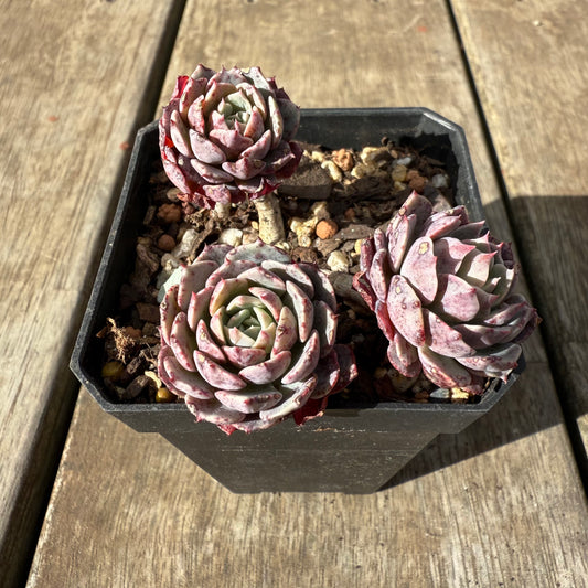 0909 Echeveria Tuxpan