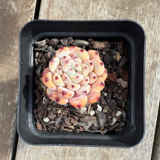 0909 Echeveria Viant
