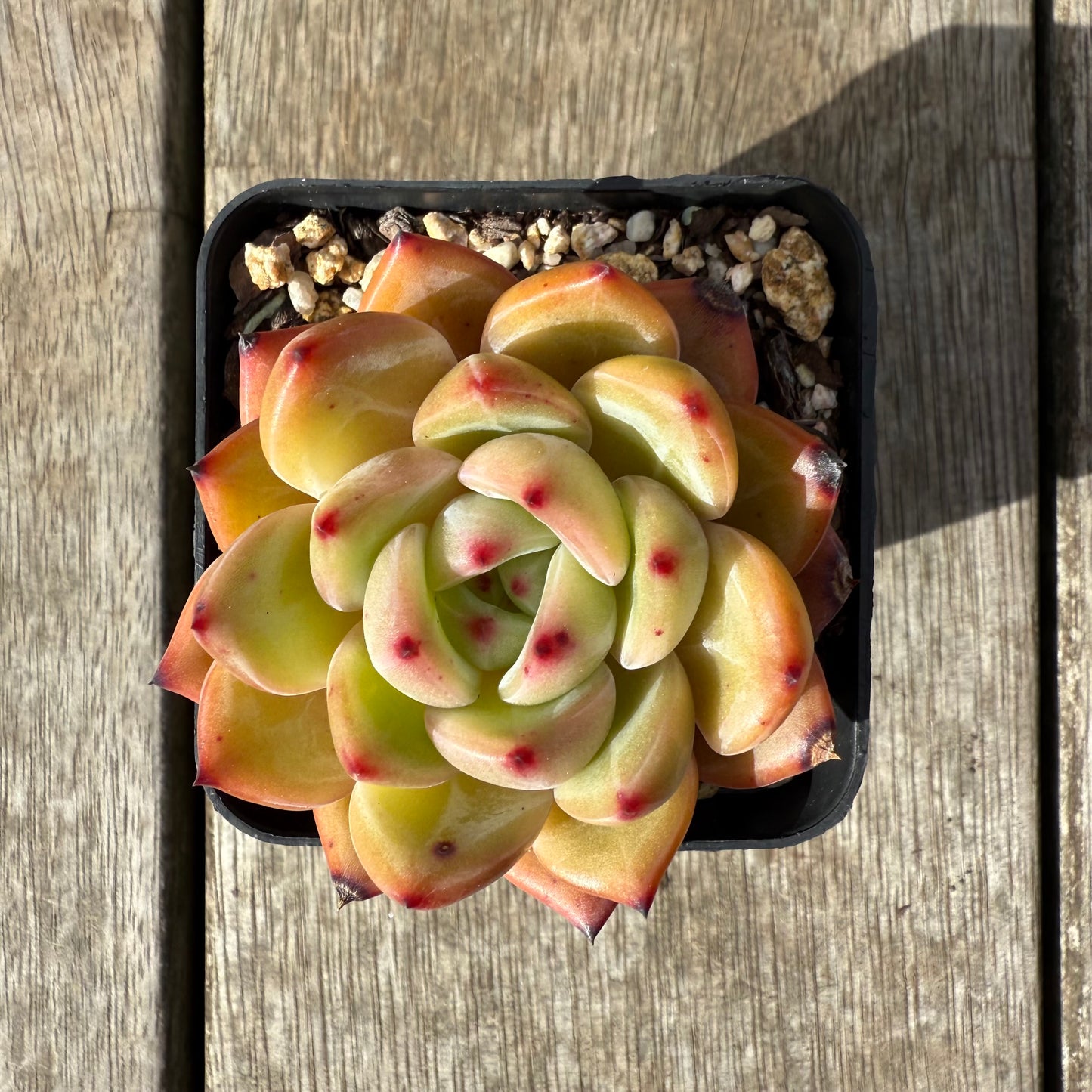 0909 Echeveria White Champagne