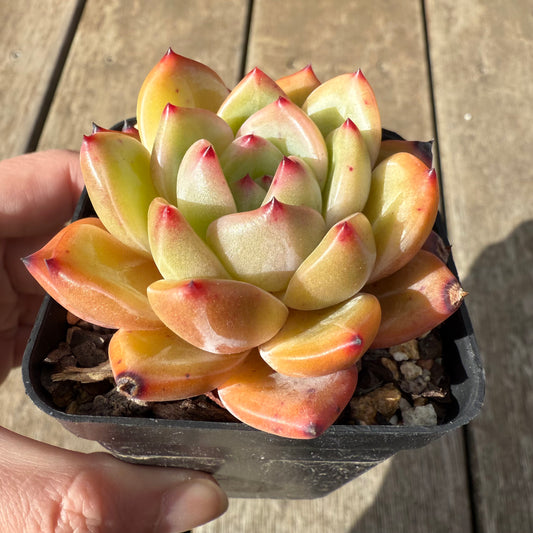 0909 Echeveria White Champagne