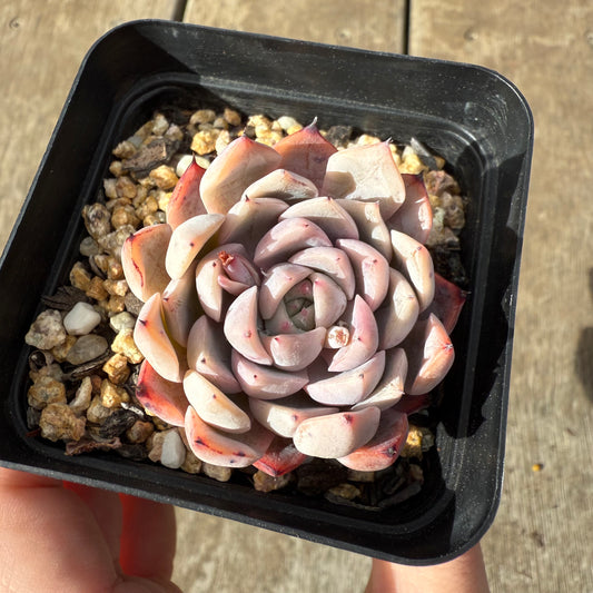 0909 Echeveria 'Daphanie'