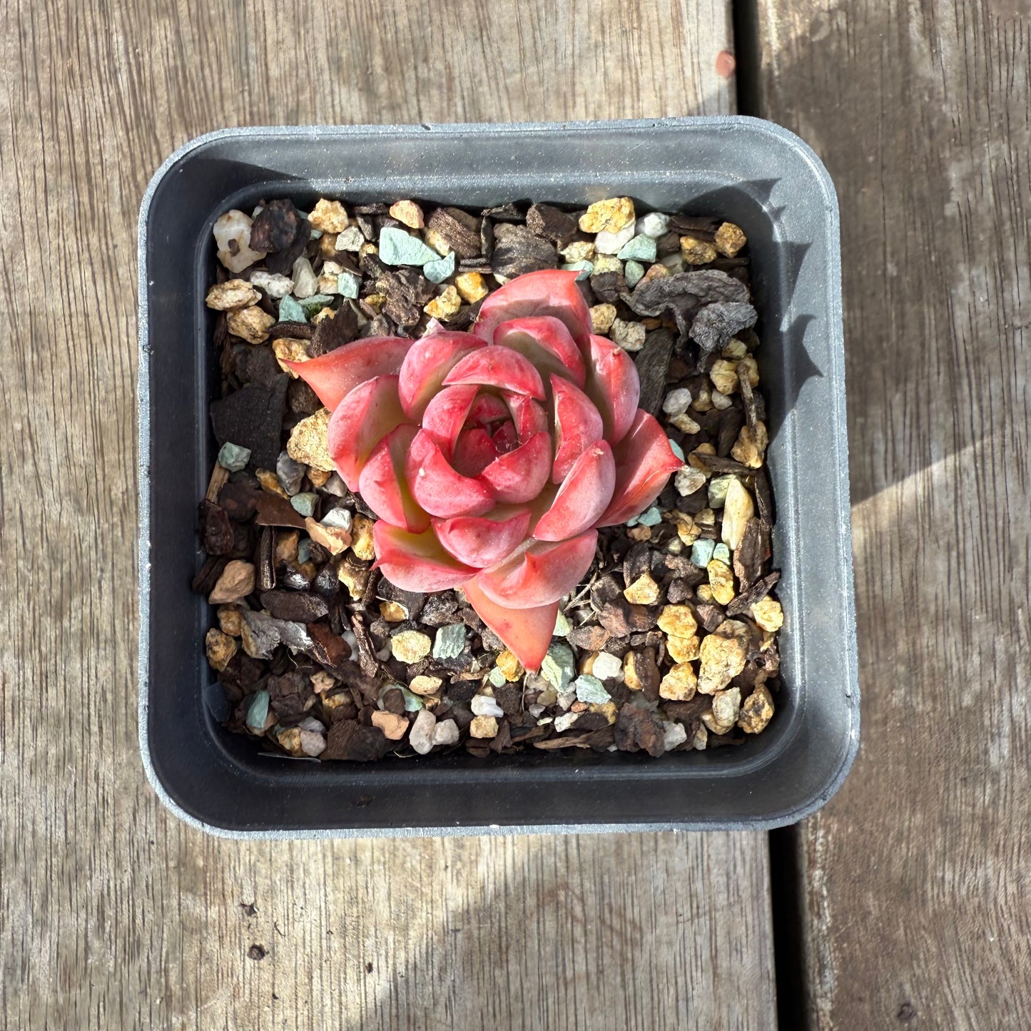 0909 Echeveria 'Lotus Lantern'