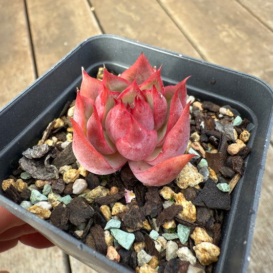 0909 Echeveria 'Lotus Lantern'