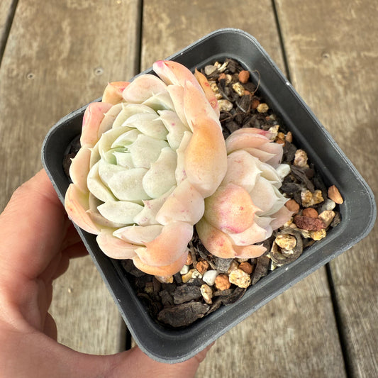 0909 Echeveria 'Princess Ariel'