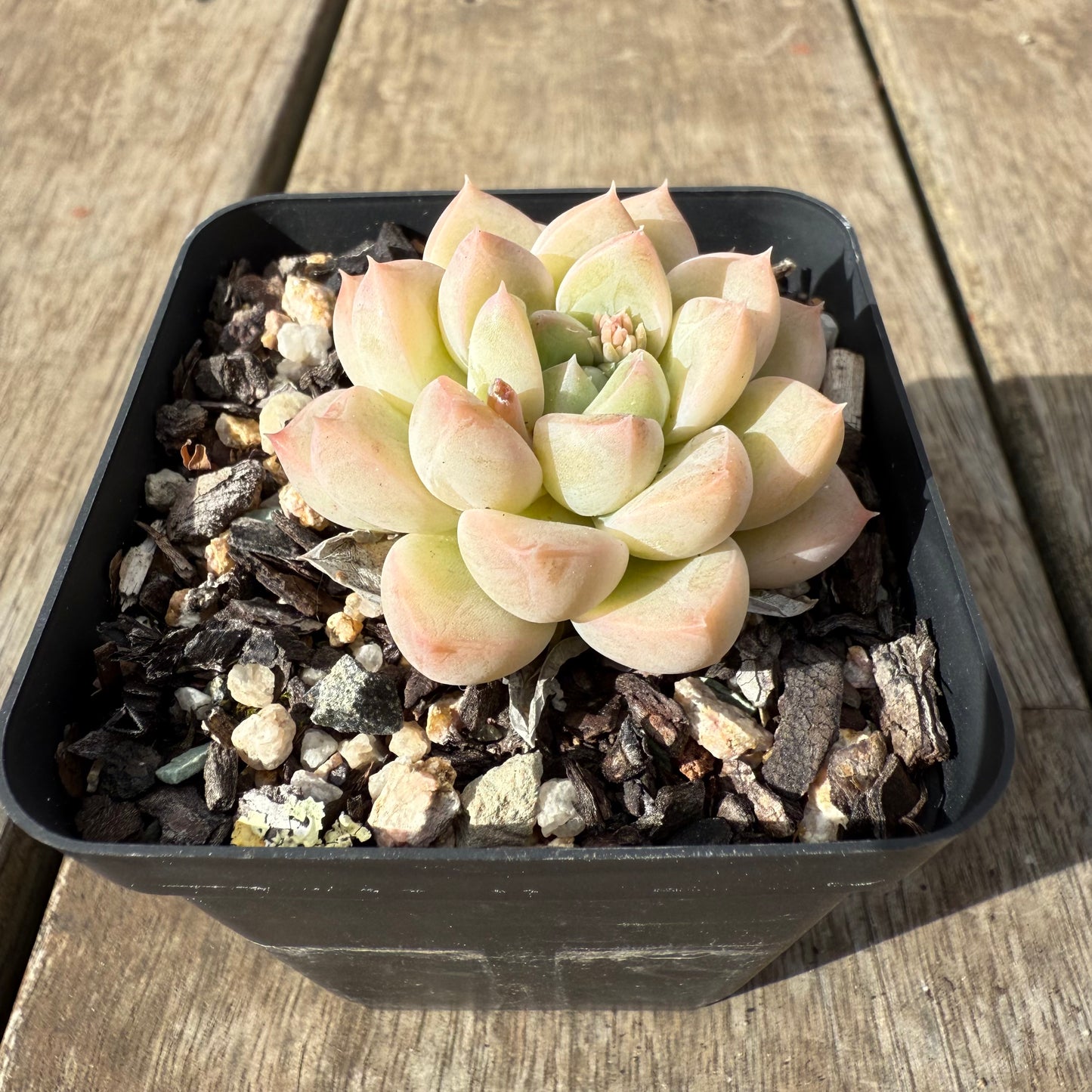 0909 Echeveria Racoon