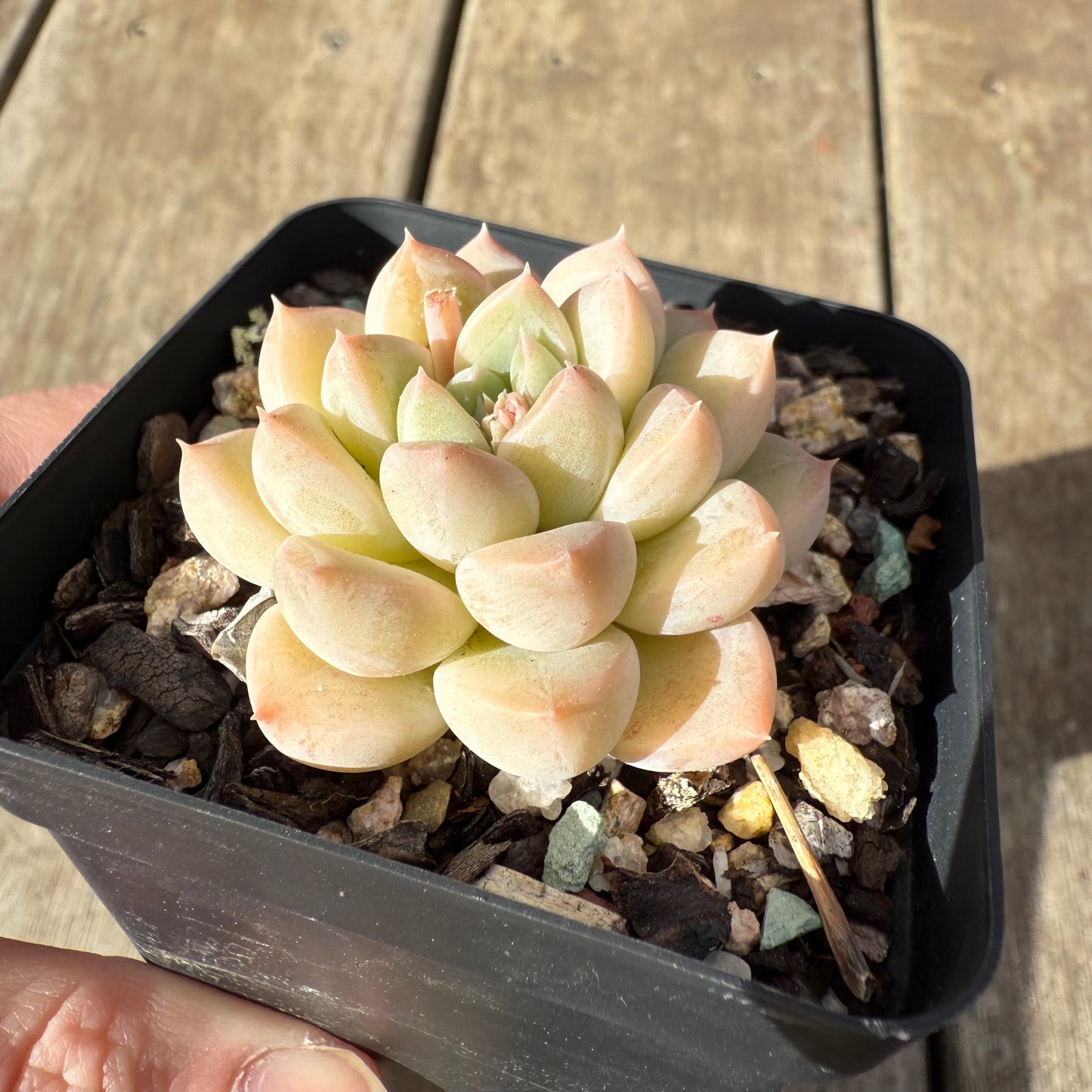 0909 Echeveria Racoon