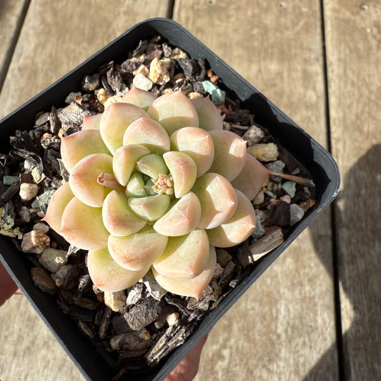 0909 Echeveria Racoon