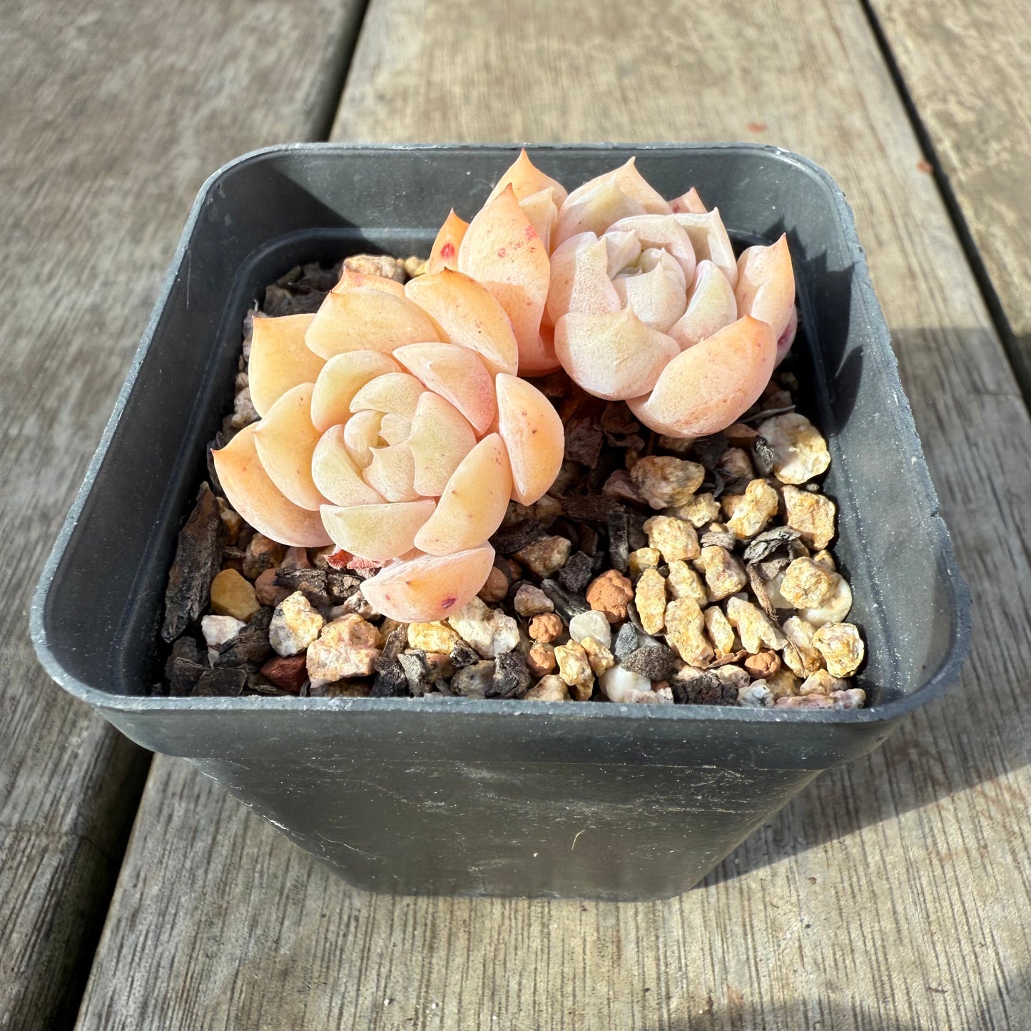 0909 Echeveria 'Tender Heart'