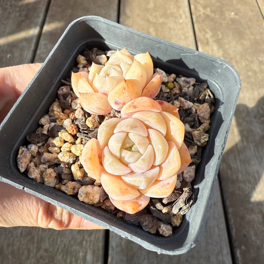 0909 Echeveria 'Tender Heart'